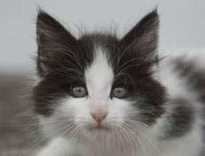 Wildfee's Norwegische Waldkatzen Wildfee's Osiris Pan - 8 Wochen alt