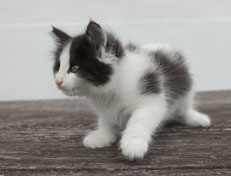 Wildfee's Norwegische Waldkatzen Wildfee's Osiris Pan - 8 Wochen alt