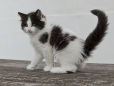 Wildfee's Norwegische Waldkatzen Wildfee's Osiris Pan - 8 Wochen alt