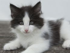 Wildfee's Norwegische Waldkatzen Wildfee's Osiris Pan - 8 Wochen alt