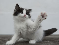 Wildfee's Norwegische Waldkatzen Wildfee's Osiris Pan - 8 Wochen alt