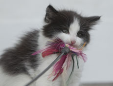 Wildfee's Norwegische Waldkatzen Wildfee's Osiris Pan - 8 Wochen alt