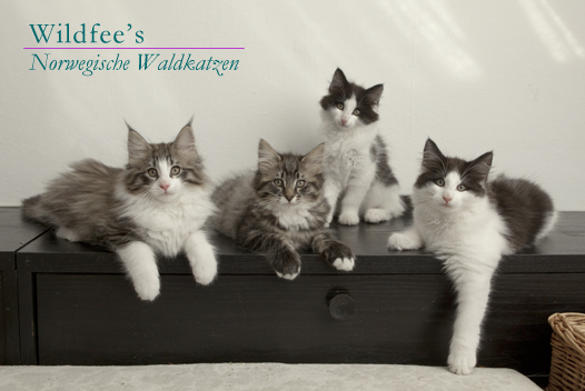 Wildfee's Norwegische Waldkatzen