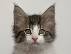 Wildfee's Norwegische Waldkatzen Wildfee's Pan Daradei - 10 Wochen alt