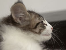 Wildfee's Norwegische Waldkatzen Wildfee's Pan Daradei - 10 Wochen alt