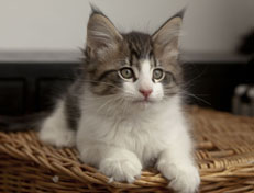 Wildfee's Norwegische Waldkatzen Wildfee's Pan Daradei - 10 Wochen alt