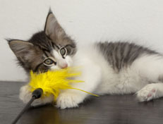 Wildfee's Norwegische Waldkatzen Wildfee's Pan Daradei - 10 Wochen alt