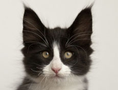 Wildfee's Norwegische Waldkatzen Wildfee's Pan der Große - 10 Wochen alt