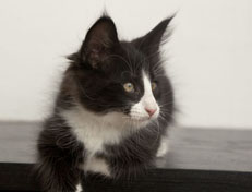 Wildfee's Norwegische Waldkatzen Wildfee's Pan der Große - 10 Wochen alt