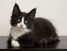 Wildfee's Norwegische Waldkatzen Wildfee's Pan der Große - 10 Wochen alt