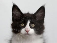 Wildfee's Norwegische Waldkatzen Wildfee's Pandora - 10 Wochen alt