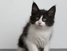 Wildfee's Norwegische Waldkatzen Wildfee's Pandora - 10 Wochen alt