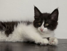 Wildfee's Norwegische Waldkatzen Wildfee's Pandora - 10 Wochen alt