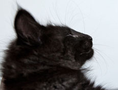 Wildfee's Norwegische Waldkatzen Wildfee's Pasha Panther Ray - 10 Wochen alt