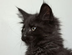 Wildfee's Norwegische Waldkatzen Wildfee's Pasha Panther Ray - 10 Wochen alt