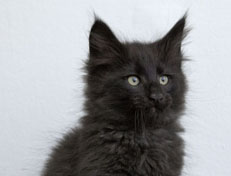 Wildfee's Norwegische Waldkatzen Wildfee's Pasha Panther Ray - 10 Wochen alt