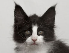 Wildfee's Norwegische Waldkatzen SC Wildfee's Pernilla - 10 Wochen alt