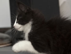 Wildfee's Norwegische Waldkatzen SC Wildfee's Pernilla - 10 Wochen alt