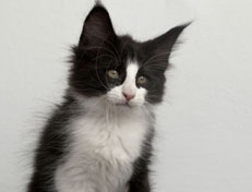 Wildfee's Norwegische Waldkatzen SC Wildfee's Pernilla - 10 Wochen alt