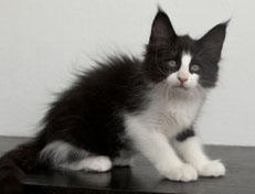 Wildfee's Norwegische Waldkatzen SC Wildfee's Pernilla - 10 Wochen alt