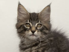 Wildfee's Norwegische Waldkatzen Wildfee's Perseus - 10 Wochen alt