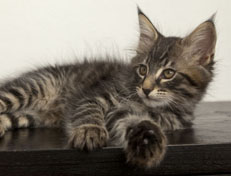 Wildfee's Norwegische Waldkatzen Wildfee's Perseus - 10 Wochen alt