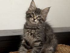 Wildfee's Norwegische Waldkatzen Wildfee's Perseus - 10 Wochen alt