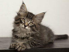 Wildfee's Norwegische Waldkatzen Wildfee's Polar Tiger - 10 Wochen alt