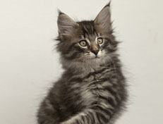 Wildfee's Norwegische Waldkatzen Wildfee's Polar Tiger - 10 Wochen alt