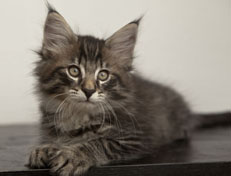 Wildfee's Norwegische Waldkatzen Wildfee's Polar Tiger - 10 Wochen alt