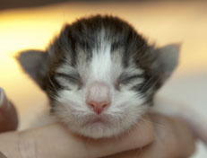 Wildfee's Norwegische Waldkatzen Wildfee's Pan Daradei - 1 Woche alt