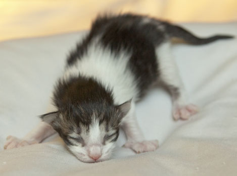 Wildfee's Norwegische Waldkatzen Wildfee's Pan Daradei - 1 Woche alt