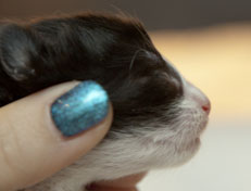 Wildfee's Norwegische Waldkatzen Wildfee's Pan der Große - 1 Woche alt