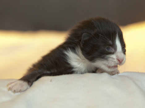 Wildfee's Norwegische Waldkatzen Wildfee's Pan der Große - 1 Woche alt