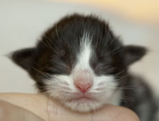 Wildfee's Norwegische Waldkatzen Wildfee's Pandora - 1 Woche alt