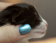 Wildfee's Norwegische Waldkatzen Wildfee's Pandora - 1 Woche alt