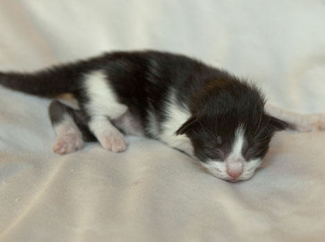 Wildfee's Norwegische Waldkatzen Wildfee's Pandora - 1 Woche alt