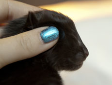 Wildfee's Norwegische Waldkatzen Wildfee's Pasha Panther Ray - 1 Woche alt