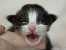 Wildfee's Norwegische Waldkatzen SC Wildfee's Pernilla - 1 Woche alt