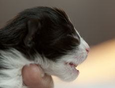 Wildfee's Norwegische Waldkatzen SC Wildfee's Pernilla - 1 Woche alt