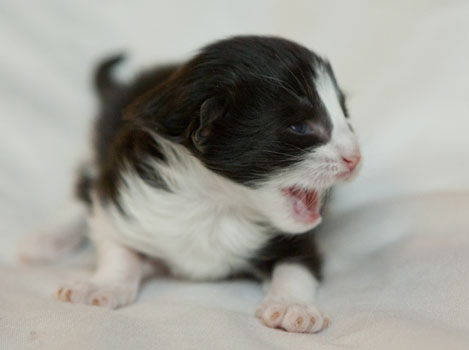 Wildfee's Norwegische Waldkatzen SC Wildfee's Pernilla - 1 Woche alt