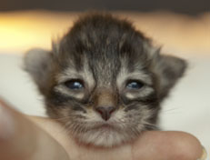 Wildfee's Norwegische Waldkatzen Wildfee's Perseus - 1 Woche alt