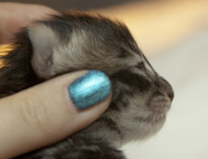 Wildfee's Norwegische Waldkatzen Wildfee's Perseus - 1 Woche alt