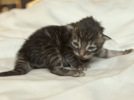 Wildfee's Norwegische Waldkatzen Wildfee's Perseus - 1 Woche alt