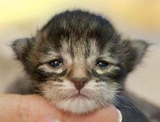 Wildfee's Norwegische Waldkatzen Wildfee's Polar Tiger - 1 Woche alt