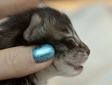 Wildfee's Norwegische Waldkatzen Wildfee's Polar Tiger - 1 Woche alt