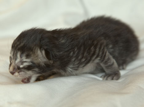 Wildfee's Norwegische Waldkatzen Wildfee's Polar Tiger - 1 Woche alt