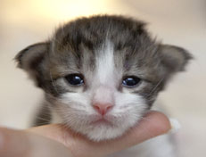 Wildfee's Norwegische Waldkatzen Wildfee's Pan Daradei - 2 Wochen alt