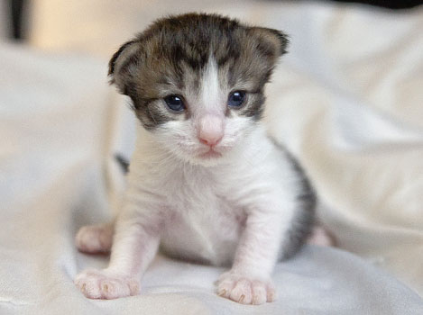 Wildfee's Norwegische Waldkatzen Wildfee's Pan Daradei - 2 Wochen alt