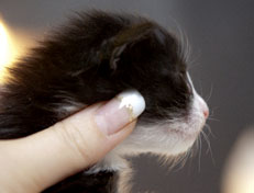 Wildfee's Norwegische Waldkatzen Wildfee's Pan der Große - 2 Wochen alt